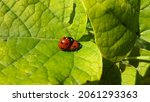 Ladybirds Mating On A Leaf....
