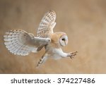 Barn Owl In Flight Before...