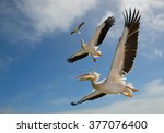 Two White Pelicans And Two...