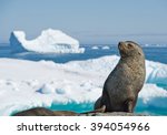 Antarctic Fur Seal Resting On...