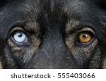 Dog With Different Eye Colors
