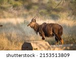 A Mature Male Nyala Antelope...