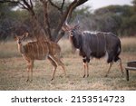 A Beautiful Nyala Antelope Male ...