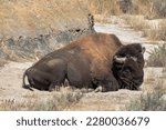 A older male buffalo rests alone in a remote area of Theodore Roosevelt National Park in North Dakota. His head and body show signs of battle scars from fights with other males in the herd.