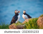 Beautiful Atlantic puffin bird or common puffin living on coastline during the breeding season on summer at Iceland