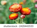 Beautiful vivid Straw flower or Everlasting Daisy flower blooming in the garden on springtime at sunny day