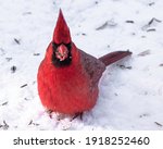 Cardinal Eating Seeds Looks...