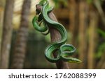 Green Snake Gonyosoma Is Snakes ...