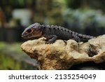 Small photo of Thorny lizard commonly known as the red-eyed crocodile skink, is a species of skink that is sometimes kept as an exotic pet. The species is endemic to New Guinea.