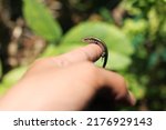 Small photo of Baby lizard East Indian brown mabuya, many-lined sun skink, many-striped skink, common sun skink or (ambiguously) as golden skink