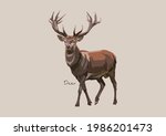 Vector Illustration Of Deer ...