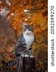 Photo Of A Striped Brown Cat In ...