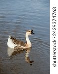 Small photo of Wichita Falls; Texas. Sikes lake. A Chinese Goose, Anser cygnoides domesticus swimming in a lake with reflection.