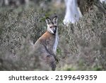 Small photo of A wild Red-necked Wallaby or Bennett's Wallaby (scientific name: Notamacropus rufogriseus) in Namadgi National Park near Canberra (close-up view).