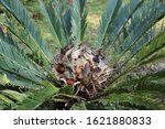 Sago Palm  Cycas Plant With...