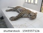 Small photo of A leopard on operation table postmortem being done animal was shot dead as man eater at Nainital in state of uttarakhand in India