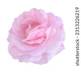 Pink rose isolated on white...
