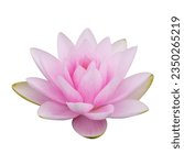 Lotus flower isolated on white...