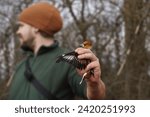 Small photo of The volunteer nature conservationist holds a Hawfinch (Coccothraustes coccothraustes) in his hand to ring it.