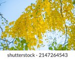 Small photo of Beautiful of cassia tree, golden shower tree. Yellow Cassia fistula flowers on a tree in spring. Cassia fistula, known as the golden rain tree or shower, national flower of Thailand