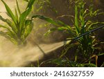 Small photo of Failure to properly protect chemicals while spraying causes harm to the body, causing toxic residues that cause Syncope is caused by a lack of oxygen in the body.