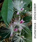 Small photo of The Capparaceae or Capparidaceae, commonly known as the caper family, are a family of plants in the order Brassicales. As currently circumscribed, the family contains 33 genera and about 700 species