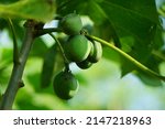 Small photo of The fruit of Jatropha curcas (Also called jarak pagar, physic nut, Barbados nut, poison nut, bubble bush, castor oil plant, hedge castor oil plant) leaves. Indonesian use the latex to stop bleeding