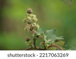 Small photo of Eranda (Also called Ricinus communis, jarak, poison nut, bubble bush, castor oil plant, hedge castor oil plant) fruit on the tree