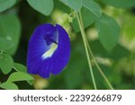 Small photo of Eurocarpum (Also called ternatea tourn, telang, Clitoria ternatea, Asian pigeonwings, bluebellvine, blue pea, butterfly pea, cordofan pea, Darwin pea) The flower often used herbal drink