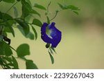 Small photo of Eurocarpum (Also called ternatea tourn, telang, Clitoria ternatea, Asian pigeonwings, bluebellvine, blue pea, butterfly pea, cordofan pea, Darwin pea) The flower often used herbal drink