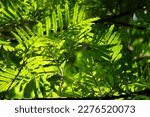 Small photo of Filicium decipiens (Also called ferntree, fern tree, fern leaf tree, Kerai payung, kiara payung, ki sabun ). It is planted as an ornamental tree in the Indian subcontinent, Indonesia, Hawaii etc