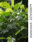 Small photo of Filicium decipiens (Also called ferntree, fern tree, fern leaf tree, Kerai payung, kiara payung, ki sabun ). It is planted as an ornamental tree in the Indian subcontinent, Indonesia, Hawaii etc