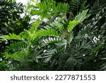 Small photo of Filicium decipiens (Also called ferntree, fern tree, fern leaf tree, Kerai payung, kiara payung, ki sabun ). It is planted as an ornamental tree in the Indian subcontinent, Indonesia, Hawaii etc