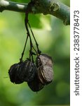 Small photo of The fruit of Jatropha curcas (Also called jarak pagar, physic nut, Barbados nut, poison nut, bubble bush, castor oil plant, hedge castor oil plant) leaves. Indonesian use the latex to stop bleeding