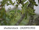 Small photo of Phellodendron amurense (Amur cork tree). It has been used as a Chinese traditional medicine for the treatment of meningitis, bacillary dysentery, pneumonia, tuberculosis, tumours, jaundice