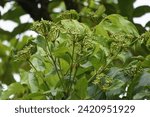 Small photo of Phellodendron amurense (Amur cork tree). It has been used as a Chinese traditional medicine for the treatment of meningitis, bacillary dysentery, pneumonia, tuberculosis, tumours, jaundice
