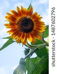 Small photo of A large bee in a Little Becka Sunflowers