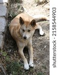 Small photo of Australian Dingo at Cleland Conservation Park
