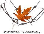 Small photo of Lonely autumn maple leaf on barbed wire. Amnesty concept, jailbreak, long awaited letter. White isolated background.