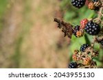 Blackberry Or Blackberries On A ...