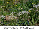 Small photo of Cypress Spurge (Euphorbia cyparissias) leaves and flowers