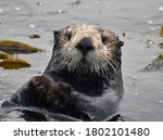 An Adorable Sea Otter  Enhydra...