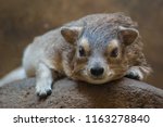 A Resting Hyrax On The Rock