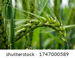 Macro Wheat  Barley. Beautiful...