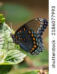 Red Spotted Purple Butterfly In ...