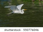 Great Egret Flying Over Water...