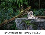 Forceful white tiger with blue eyes is resting on the rock on the plants background in the zoo in Singapore. Closeup photo. Horizontal. 