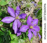 Beautiful Clematis Flowers....