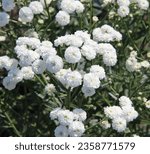 Small photo of White flowers of gypsophila Zhemchuzhnitsa. Yarrow ptarmica, or Common sneezer (Latin Achillea ptarmica), is a species of perennial grasses of the genus Yarrow (Achillea) of the Asteraceae family.