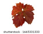 A Brown Wine Leaf Isolated On...